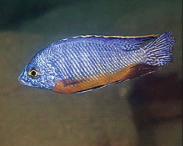 Protomelas taeniolatus 'Chilumba'